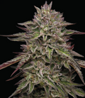 Royal Highness