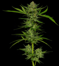 Stoopid Fruits - Slightly Stoopid