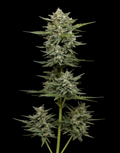 Lemongrass Autoflower